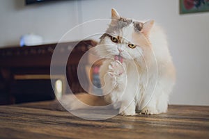 Beautiful pet cat sitting on table at home looking at camera. Relaxing fluffy hairy striped domestic animal with green