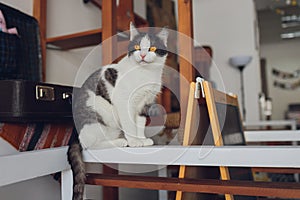 Beautiful pet cat sitting on table at home looking at camera. Relaxing fluffy hairy striped domestic animal with green