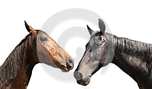 Beautiful pet horses on background, closeup view