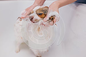 Beautiful pet spitz get shower in bath