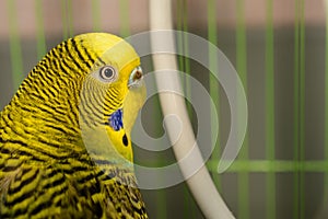 The beautiful pet wavy parrot is brightly green-colored. Green, yellow and blue budgie australian parrot sitting in cage. Cute