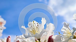 Beautiful petals of Rhododendron flower Cunningham`s White on the background of blue sky with clouds