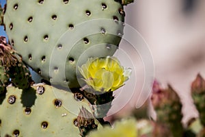 Beautiful petals wild desert cactus flowers.