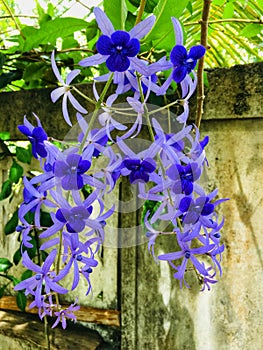 Beautiful petrea volubilis flowers