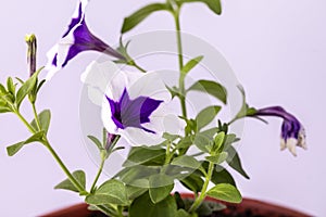 A beautiful petunia flower blooms on a white background