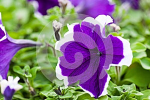 Beautiful Petunia flower close-up on a background of green foliage