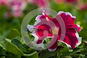 Beautiful Petunia flower close-up on a background of green foliage