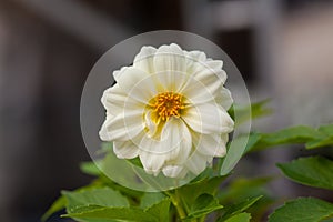 Beautiful Petunia flower close-up on a background of green foliage