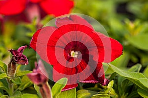 Beautiful Petunia flower close-up on a background of green foliage