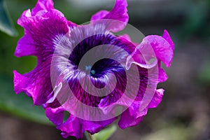 Beautiful Petunia flower of a fiolet shade