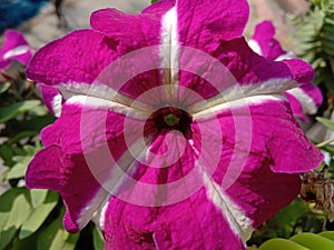 Beautiful Petunia flower in India