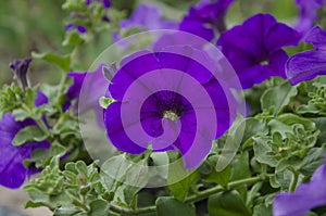 Beautiful petunia flowers