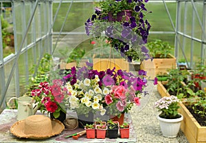 Beautiful petunia flowers in blossom in greenhouse in summer