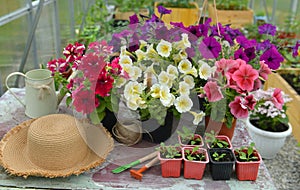 Beautiful petunia flowers in blossom, straw hat and spouts on table in greenhouse