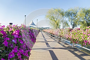 Beautiful petunia flowers on the bridge over river at Hangang Park, Seoul, South Korea