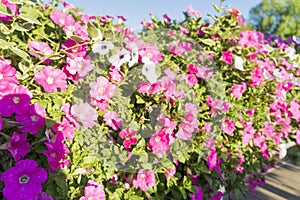 Beautiful petunia flowers on the bridge over river at Hangang Park, Seoul, South Korea