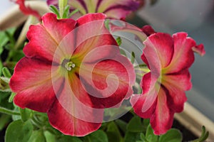 Beautiful petunia flowers with delicate petals. Closeup image