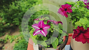Beautiful petunia flowers grow in a pot at the dacha in summer, slow motion