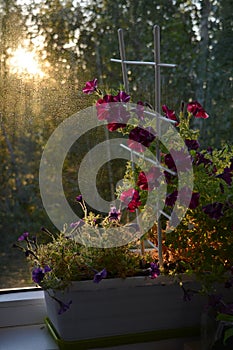 Beautiful petunia flowers are lit by sun in dawn. Small garden on the balcony with potted plants