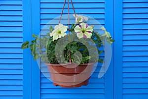 Beautiful petunia flowers in pot on wooden background