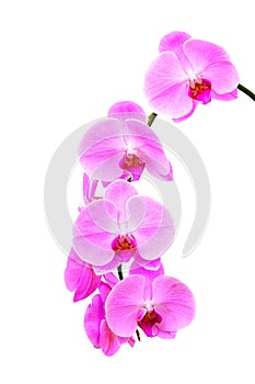 Beautiful phalaenopsis blume orchids on white background photo