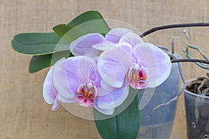 A beautiful Phalaenopsis flower in light purple with pink and white spots, growing on an orchid pot