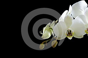 Beautiful Phalaenopsis orchid flower branch on black background