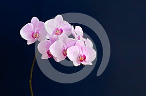 Beautiful Phalaenopsis orchid flowers on dark blue background