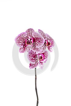 Beautiful Phalaenopsis orchid flowers, isolated on white background. Orchid on a white background. Copy space