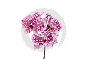 Beautiful Phalaenopsis orchid flowers, isolated on white background. Orchid on a white background. Copy space