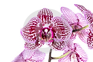 Beautiful Phalaenopsis orchid flowers, isolated on white background. Orchid on a white background. Copy space