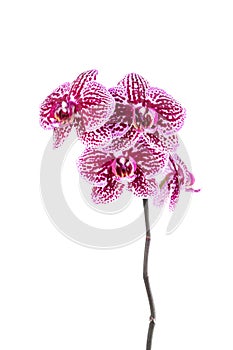 Beautiful Phalaenopsis orchid flowers, isolated on white background. Orchid on a white background. Copyspace. Close-up