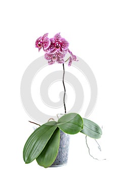 Beautiful Phalaenopsis orchid flowers in a pot, isolated on white background. Orchid on a white background. Copyspace