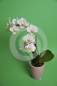 Beautiful phalaenopsis potted orchid flowers on a green background. Concept wedding, mothers day and valentines day background.