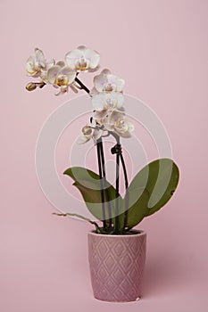 Beautiful phalaenopsis potted orchid flowers on a pink background. Concept wedding, mothers day and valentines day background.
