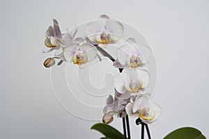 Beautiful phalaenopsis potted orchid flowers on a white background. Concept wedding, mothers day and valentines day background.