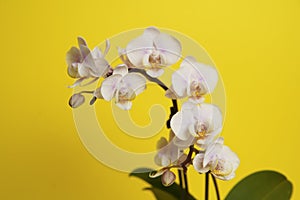 Beautiful phalaenopsis potted orchid flowers on a yellow background. Concept wedding, mothers day and valentines day background.