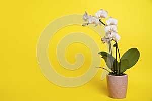Beautiful phalaenopsis potted orchid flowers on a yellow background. Concept wedding, mothers day and valentines day background.