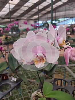 beautiful phalaenopsis schilleriana in the orchid park