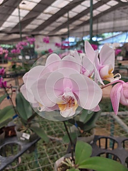 beautiful phalaenopsis schilleriana in the orchid park