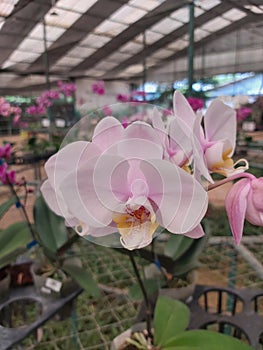 beautiful phalaenopsis schilleriana in the orchid park