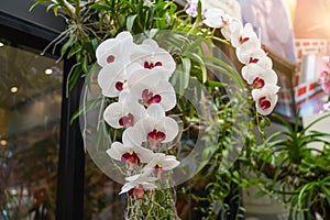 Beautiful Phalaenopsis white orchids with beautiful flowers and green leaves