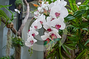 Beautiful Phalaenopsis white orchids with beautiful flowers and green leaves.