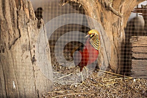 Beautiful of pheasant in the cage