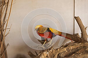 Beautiful of pheasant in the cage