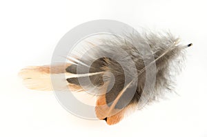 Beautiful pheasant feathers on a white background