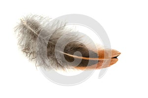 Beautiful pheasant feathers on a white background