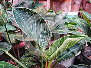 beautiful philodendron birkin houseplants in the yard