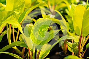 beautiful philodendron after rain