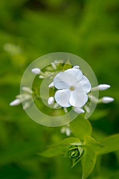 Beautiful phlox